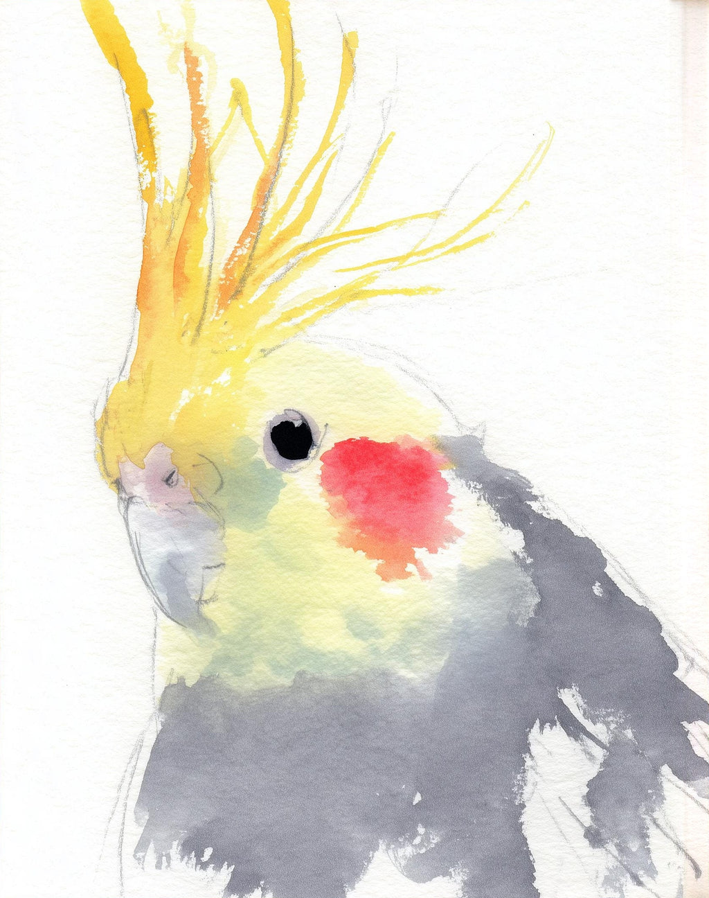 Gray Cockatiel animal art print unframed, signed by Pattie Overcash