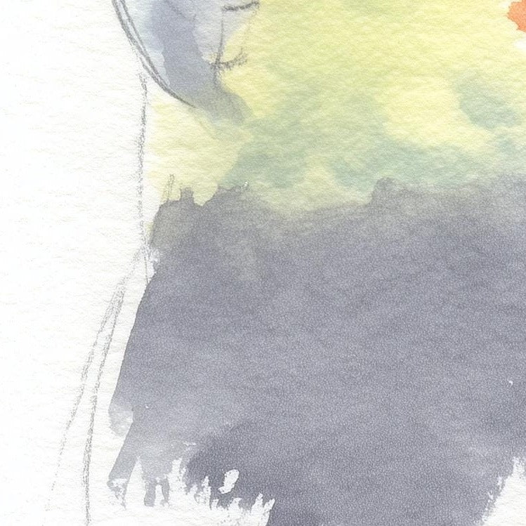 Gray Cockatiel animal art print close-up detail