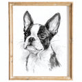 Boston Terrier animal art print framed